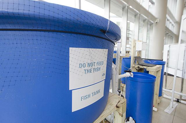 Tilapia swim in a 180-gallon tank as a part of an aquaponics exhibit in Talley Student Union on June 29. This aquaponics exhibit was sponsored and put on by the Recirculating Farms Club. The Recirculating Farms Club has applied to take its exhibit to the North Carolina State Fair.