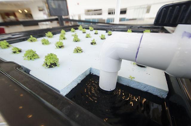 Water pumps into the growing bed of the aquaponics exhibit in Talley Student Union on June 29. Recirculating Farms Club plans to use the lettuce that is being grown in salads at the 1887 Bistro.