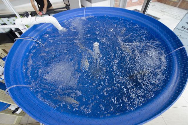 Tilapia swim in a 180-gallon tank as a part of an aquaponics exhibit in Talley Student Union on June 29. This aquaponics exhibit was sponsored and put on by the Recirculating Farms Club. The Recirculating Farms Club has applied to take its exhibit to the North Carolina State Fair.