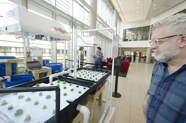 Mark Tulbert, associate director of NC State Live, looks at the aquaponics exhibit in Talley Student Union on June 29.&#160;