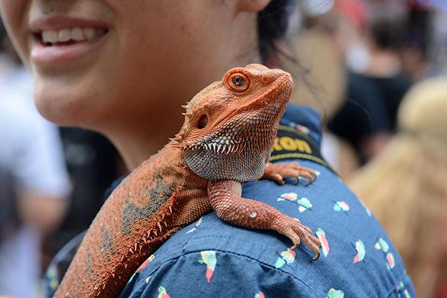 Christina Burnham, a junior studying zoology, represents Zoology Club with her bearded dragon, Santiago, during Packapalooza on Saturday on Hillsborough Street. Zoology club was among several organizations representing the College of Sciences.