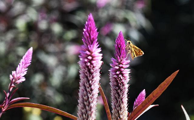 An insect hops between flowers at the JC Raulston Arboretum Monday afternoon. The JC Raulston Arboretum recently celebrated the 40th anniversary of its opening.&#160;