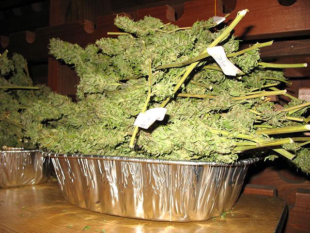 Due to its illegal nature, it is difficult doing research on the health effects of pesticide use on marijuana. Not using pesticides may result in lower yields for producers or a rotten product for consumers.