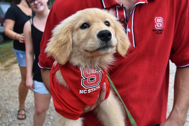 Will Barks, a junior studing chemical engineering, carries his golden retriever puppy, Aspen, around the tailgate at the football game on Sept. 1 at Carter-Finley Stadium. The puppy greeted fellow fans in his NC State gear as he made his way down the parking lot.