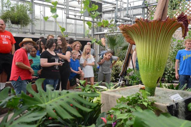 A crowd takes a look at the recently bloomed corpse flower named Lupin at the Marye Anne Fox Teaching Greenhouses on Friday. The flower bloomed for the first time in 13 years the previous day and the public was invited to a blooming event hosted by the planter, Brandon Huber, a graduate student studying horticultural science. The flower bloomed on Huber's grandfather's birthday. "How spectacular it is to see it open after 13 years,&#8221; Huber said.