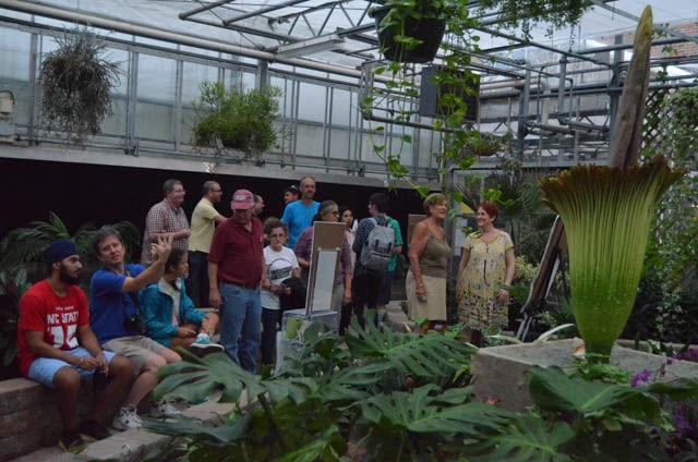 A crowd comes to witness the blooming of the corpse flower, which began on Thursday. The flower, standing over 6 feet tall, is said to smell like the odor of rotting flesh. The flower will begin to wilt after only 24 hours.
&#160;
