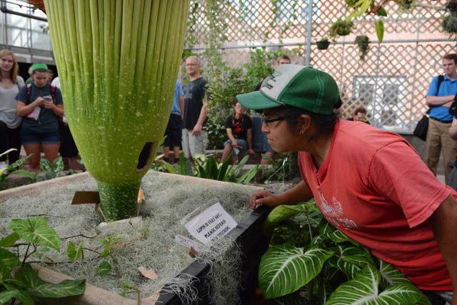 Elsita Kiekebusch, a graduate student studying zoology, takes a look inside of the newly bloomed corpse flower named Lupin at the Marye Anne Fox Teaching Greenhouses Friday. The flower had bloomed the previous day, and an open house was hosted by Brandon Huber, the flower&#8217;s planter and a graduate student studying horticultural science. "It smells like rotting," Kiekebusch said of the flower.