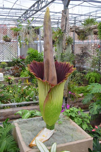 The titan arum, also known as the corpse flower, began to bloom on Thursday. The flower, standing almost 6 feet tall, will bloom and become almost 3 feet wide. The owner of the flower, Brandon Huber, named the flower Lupin, after the Latin word for wolf.