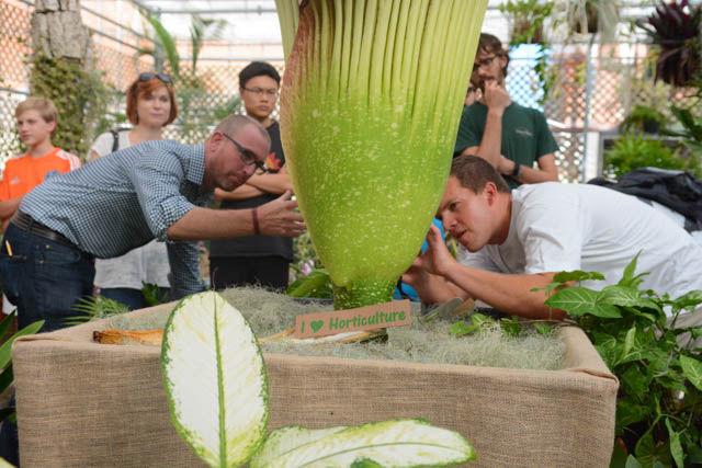 Associate Professor Brian Jackson and 2nd year Master's student studying horticulture science Brandon Huber examine Huber's newly blossomed corpse flower "Lupin" in the Fox Labs greenhouse at a blooming event Friday, Sep. 23.&#160; Both Jackson and Huber took thermal images of the plant using their phones to measure its internal heat.&#160; Lupin bloomed the previous day and a blooming event hosted by Huber and his family took place. "How spectacular it is to see it open after 13 years," Huber said.