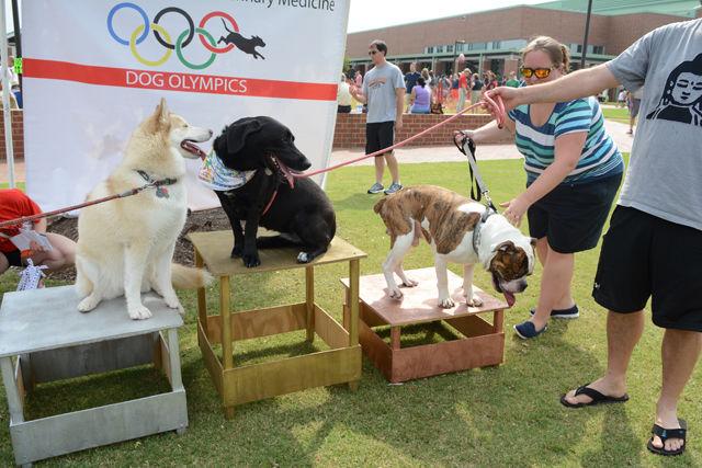 Mika, a husky owned by Matt and Gemma Dominey, Delta, a Corgi-Labrador &#160;retriever mix owned by Randall Cox and Vernon, an Old English bulldog owned by Rachel Alpise, stand on pedestals to pose for photos after finishing in second place, first place and third place, respectively, in the large dog limbo event at the Dog Olympics at the College of Veterinary Medicine Saturday. This year marked the 25th anniversary of the Dog Olympics event.