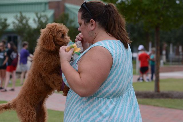 Dixie, a Goldendoodle, receives a treat from Denise Burgandy, her owner. The four month old puppy attended the annual Dog Olympics hosted at the College of Veterinary Medicine Sept. 10. The event was hosted by the NC State Companion Animal Wellness Club to raise awareness about homeless animals and celebrate the human-animal bond.