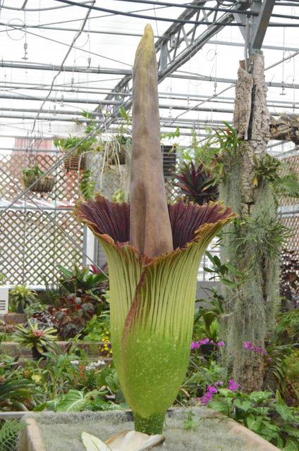 The titan arum (scientific name amorphophallus titanum), also known as the corpse flower, began to bloom on Thursday. As it blooms, it will become more than 3 feet wide and begin to smell like the odor of rotting flesh. The flower will wilt after only 24 hours.