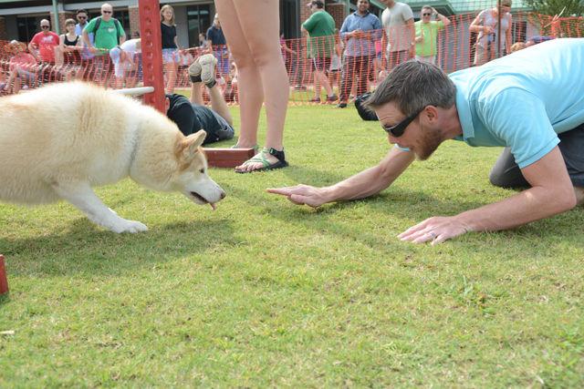 Matt Dominey, a resident of Raleigh, entices his dog Mika, a husky, in the large dog limbo competition at the 25th annual Dog Olympics Saturday, Sept. 10. Mika finished in second place in the event.