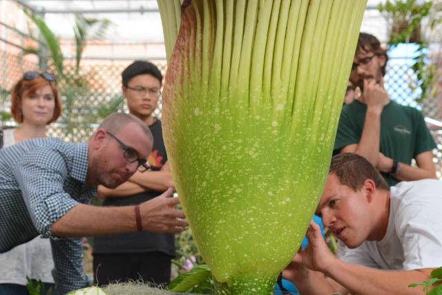 Associate professor Brian Jackson and Brian Huber, a graduate student studying horticultural science, examine Huber's newly blossomed corpse flower "Lupin" in the Marye Anne Fox Teaching Greenhouses at a blooming event on Friday. Lupin bloomed the previous day and a blooming event hosted by Huber and his family took place.&#160; "How spectacular it is to see it open after 13 years," Huber said.