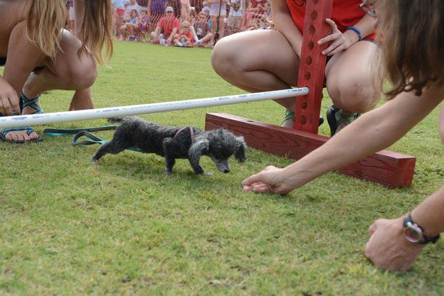 Cutiepie, a teacup Poodle owned by Dunn resident Jane Norland, walks under the bar during the small dog limbo competition at the 25th annual Dog Olympics hosted by the College of Veterinary Medicine Saturday, Sep. 10. Cutiepie finished in first place in the event.