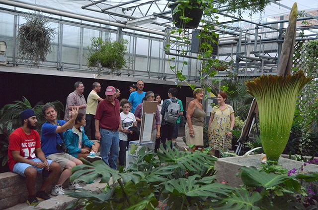A crowd comes to witness the blooming of the corpse flower, which began on Sept. 22. The flower, standing over six feet tall, was said to smell like the odor of rotting flesh. The flower will begin to wilt after only 24 hours.