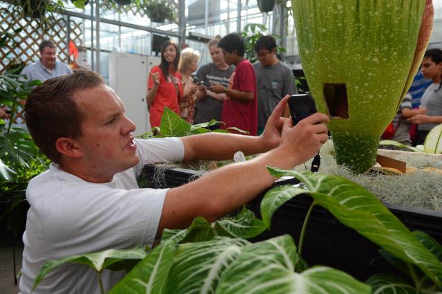 Brandon Huber, a graduate student studying horticultural science, snaps a thermal image with his phone of the inside of his plant named "Lupin" at the Marye Anne Fox Teaching Greenhouses Friday. Huber was measuring the internal heat of the flower which is a mechanism for attracting insects. His flower bloomed for the first time in 13 years the previous day and the public was invited to a blooming event hosted by Huber and his family. The flower bloomed on Huber's grandfather's birthday. "How spectacular it is to see it open after 13 years," Huber said.