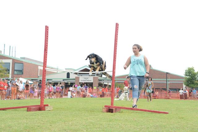 Janelle Wiser, a resident of Raleigh, watches as her dog Vegas, a mixed breed, jumps over a bar during the large dog high jump event at the Dog Olympics hosted by the College of Veterinary Medicine Saturday Sept. 10. Vegas finished in first place in the event.