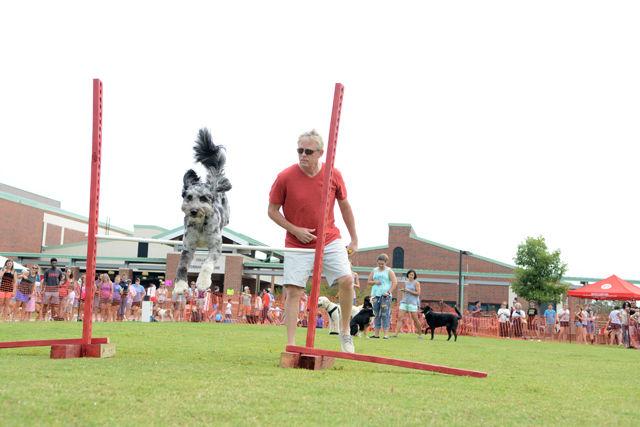 Gordon Moyer, a resident of Raleigh, watches as his dog Mylee, an Aussiedoodle, jumps over a bar during the large dog high jump event at the Dog Olympics hosted by the College of Veterinary Medicine Saturday, Sept. 10. Mylee finished in third place in the event.