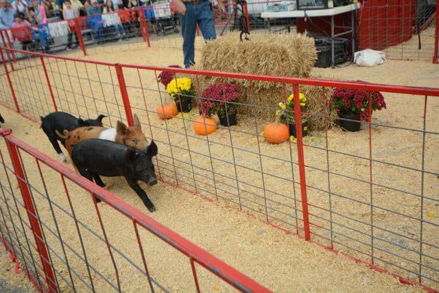 A group of pigs make their way across a racetrack during a race held behind the Kerr Scott Building at the 149th Annual NC State Fair Oct. 21. The pigs are from the Circle C Farm of Newton, NC and competed against each other for a snack of cheese doodles. Several other races were also featured including one with goats and one featuring ducks.