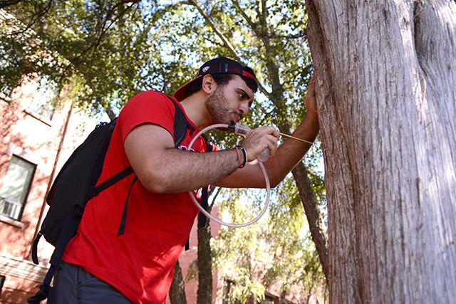 Omar Halawani, a senior studying biology, collects ants from a tree using an aspirator near the Court of North Carolina Wednesday. Halawani was collecting ants to use them for testing antimicrobial compounds on their bodies and trying to see which species can defend themselves against bacteria. Halawani has been collecting ants around Raleigh, particularly for the Natural Research Center at the North Carolina Museum of Natural Sciences. "Hands-on experience in research has been the most rewarding opportunity at NC State and really helped me choose the field I want to follow," Halawani said.