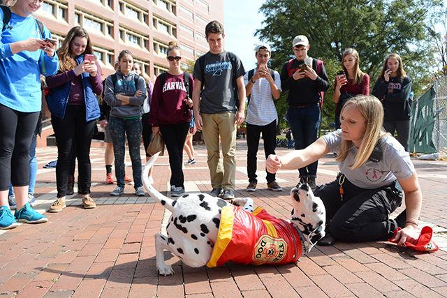 Kristen Boggs, deputy fire marshal at NC State, has Siren the Dalmatian demonstrate the "stop, drop and roll" fire safety technique while a group of students look on and take pictures with their phones in the Brickyard Friday. As part of Fire Prevention Week, the fire marshals on campus talked about and gave out materials on fire safety and also gave out free fireman's hats. "I think it's good that they're out here and educating people" said Lukas Morris, a freshman studying life science who came out to the event. Boggs said that educating the public is one of the NC State Fire Department's favorite things to do.&#160;