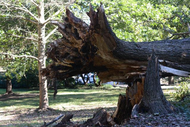 A tree in Pullen Park crashes to the ground after massive Hurricane Matthew hits Raleigh.