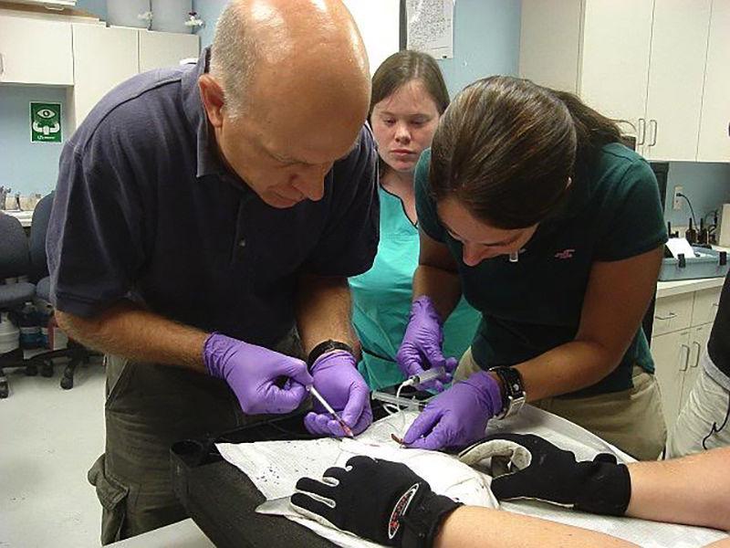 Craig Harms nurses aquatic animals back to health as the director of the Marine Health Program at NC State's Center for Marine Sciences and Technology (CMAST).