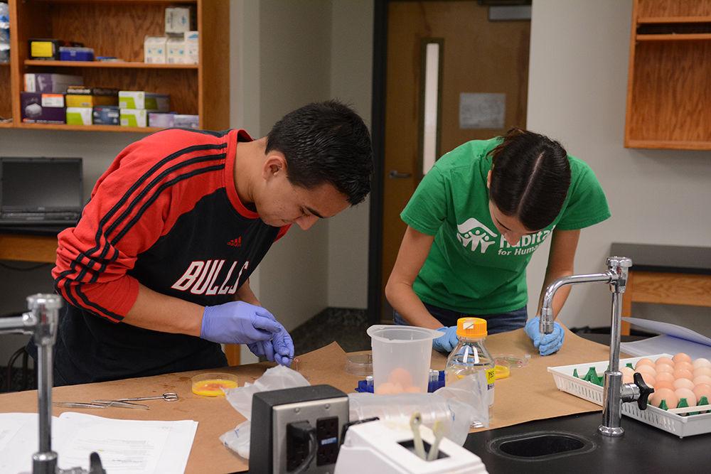In Developmental Biotechnology: Embryogenesis, seniors Adam Miranda, studying genetics, and Meghan Porter, studying biological engineering, collect embryos from lower and normal temperatures to sample for protein. Miranda states that "by sampling for protein we hope to know how lower and higher temperatures affect the development of an embryo." A few of the subjects that are covered in the course include regulation of development, measuring gene expression, measuring protein expression by ELISA and epigenetic analysis.