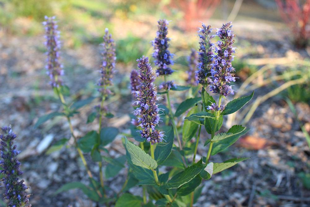 A Blue Fortune in the pollinator garden on Sunday. The Blue Fortune and many other plants in the garden were chosen for their ability to attract pollinating insects to this area of Centennial Campus. The garden was designed and built by Melissa Tinling, a graduate student studying horticultural science.
