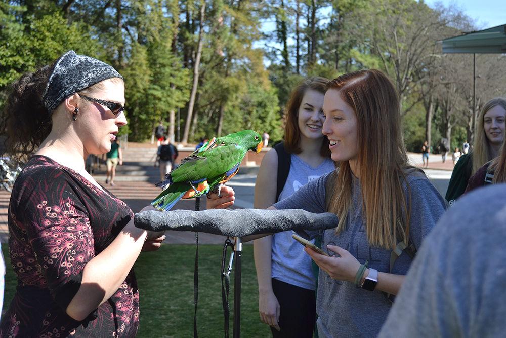 Chelsea Shivers, a senior studying animal science, hands her eclectus parrot, Zachary, to Allison Bateman, a senior studying political science, on Stafford Commons on Monday. Eclectus parrots are native to New Guinea, Australia and the Maluku Islands. Bateman offered to babysit the birds for Shivers because she really wants a bird and said she loves Zachary.&#160;