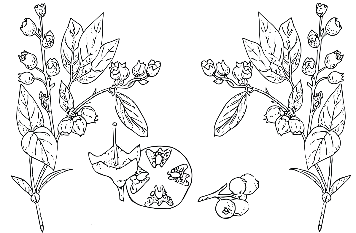 Plant Science Initiative