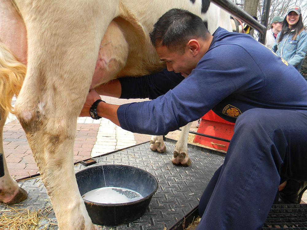 Firefighter Charles Santos milks Daisy, a Holstein cow, in a milking contest between NC State firefighters and police officers in the Brickyard on Wednesday. The contest resulted in a tie and was part of the annual Agricultural Awareness Week.
&#160;