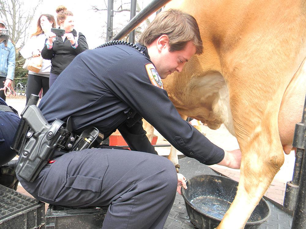 Police officer Nate Hitchings milks Layla, a Jersey cow during a milking contest between the firefighters and police officers in the Brickyard on Wednesday. The contest resulted in a tie and was part of the annual Agricultural Awareness Week.