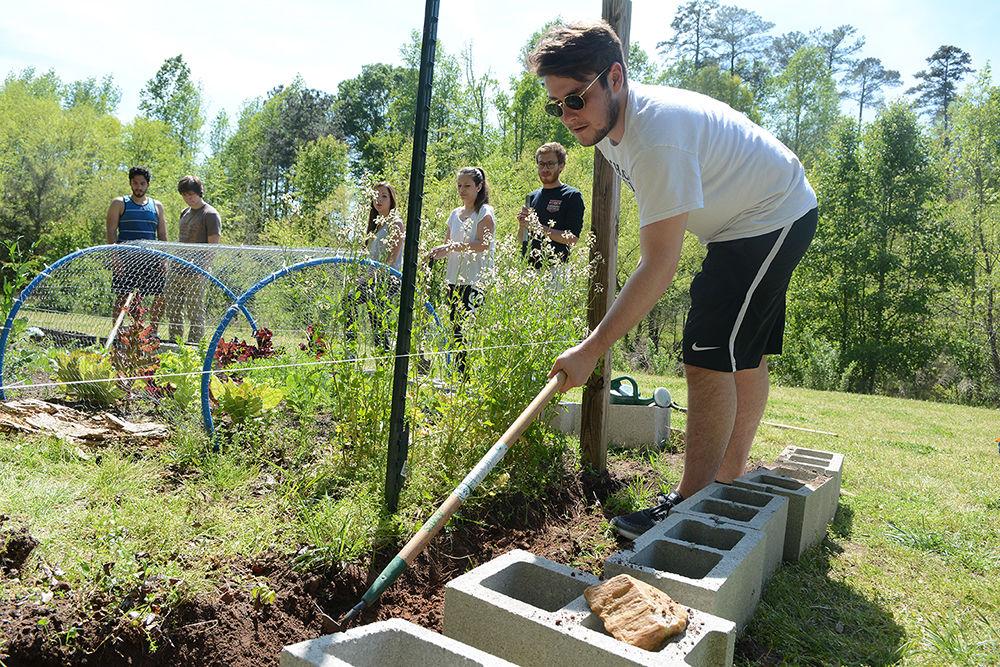 Quentin Moreaux, a student attending the SKEMA Business School, digs one of the sides of one of the garden beds to construct a barrier at the Soul Garden located beside the Lake Raleigh dam April 16, 2016. According to Catie McEntee, a graduate student studying electrical power systems engineering and co-manager of the Soul Garden, the garden is a community organic garden used to teach people how to grow organic food created in 2010, received an $800 grant from the sustainability fund. The grant was used to build two fences, two cinderblock beds and educational signage.