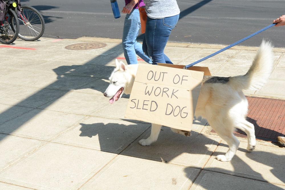 A dog wearing a sign reading "out of work sled dog" walks in the first ever Raleigh March of Science held on April 22, 2017. The dog and its owner both participated in the event, which was one of the over 500 marches for science held across the globe.