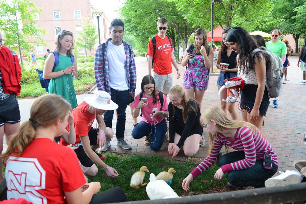 Students gather around three pet ducks at Wolf Plaza on April 28. The ducks were owned by Mary Brown, a freshman studying animal science, and were brought to campus for one of her classes for show-and-tell. The ducks attracted many students even though they were not an official part of last day of class activities held at Stafford Commons and Wolf Plaza.