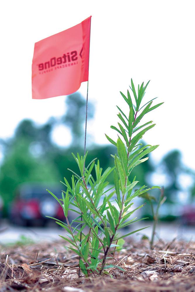 A milkweed plant grows off of the practice course at Lonnie Poole Golf Course on Tuesday, June 20. Professor Emeritus Harold Coble and a group of volunteers planted milkweeds around the course to create a sanctuary for monarch butterflies.