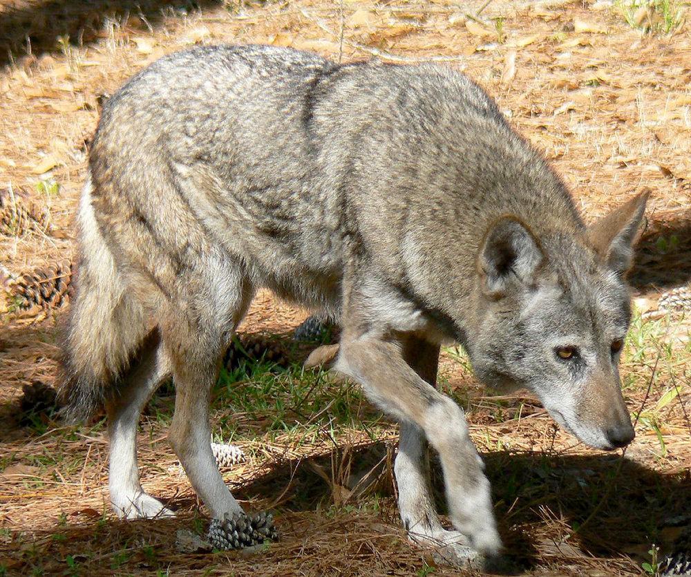 Red Wolf Revival tells the tale of the endangered, wild red wolves. A screening of the documentary was co-hosted by the College of Natural Resources and the Wolves 4 Wolves student organization on Sunday, Oct. 22 in Talley Student Union.