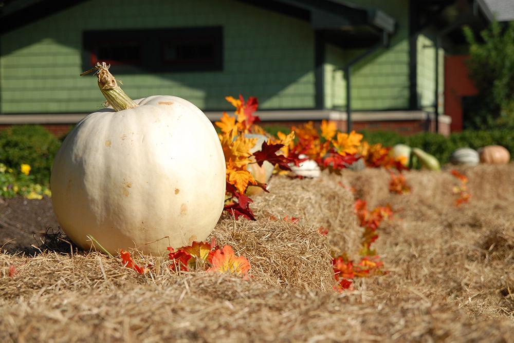 A decorative display of pumpkins lines the border of a pumpkin patch at Pullen Park on Saturday. Pullen Park was host to festivities for Art it Up! an event including 16 different locations on Hillsborough Street. The event focused on arts, culture, and recreation organizations in the district surrounding Hillsborough Street.