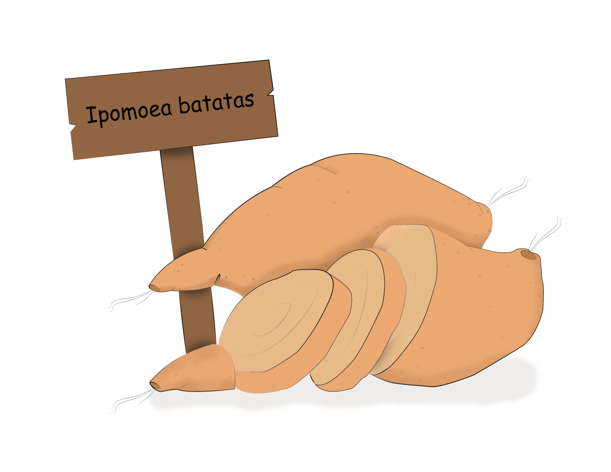 Sweet Potato