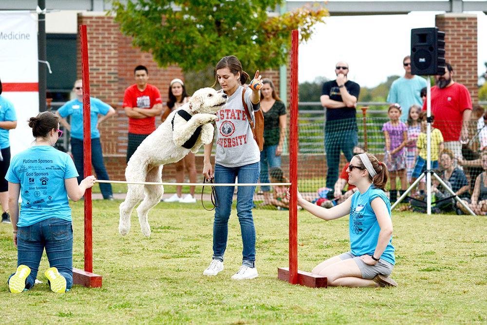 Alex Byrd, a Poole College of Management employee, guides her dog Louie through a high jump during NC State's 26th Annual Dog Olympics at the College of Veterinary Medicine. Louie is a four-year-old Goldendoodle who won the gold medal for the Large Dog High Jump Saturday.&#160;