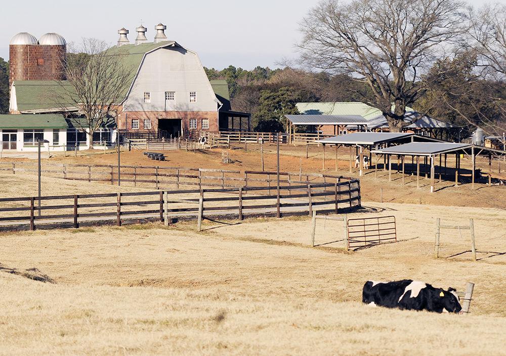 Cows graze in a pasture at the NC State dairy farms on Wednesday. The dairy farm is opening the Dairy and Food Education Center to educate both students and the public about the processes of making and distributing Howling Cow products.