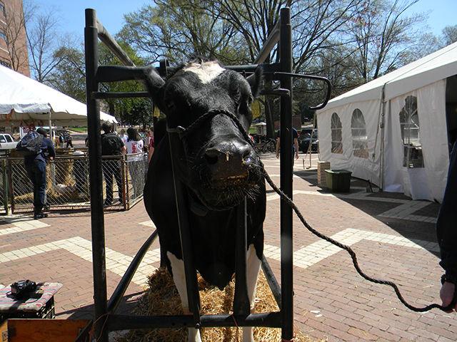 Molasses, a Holstein cow, chews her cud in the Brickyard Wednesday. Molasses was one of two cows brought in the Brickyard for a milking contest that took place between two NC State police officers. The milking contest was just one event of several taking place during Agricultural Awareness Week in the Brickyard.