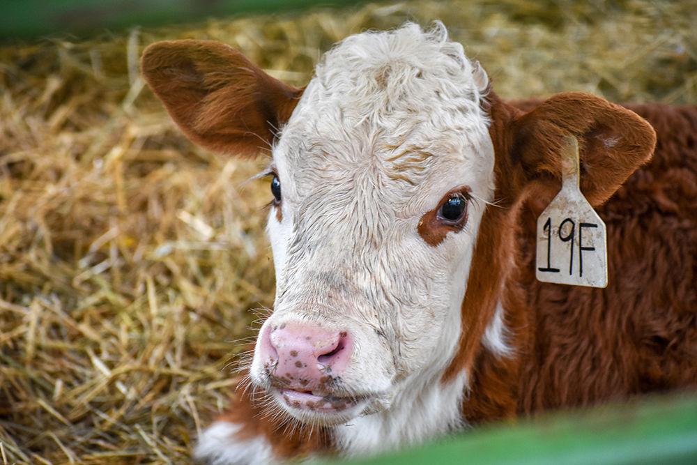 A calf lies in its enclosure during Ag Awareness Week in the Brickyard on Tuesday.&#160;Ag Awareness Week is dedicated to informing the public about the importance of agriculture.