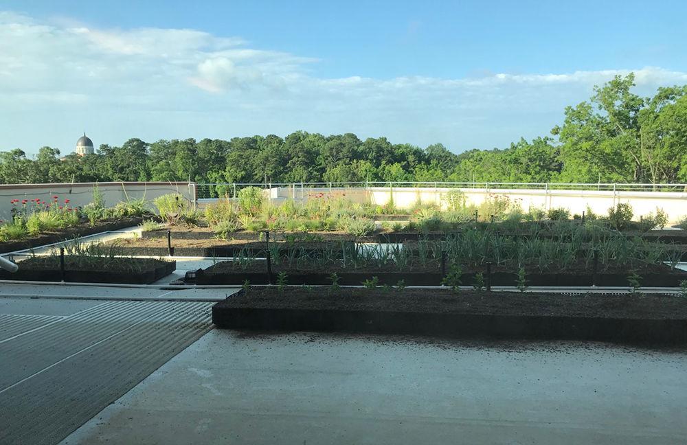 Talley&#8217;s rooftop garden has edible plants and plants that are ideal habitats for pollinators. The tour of the rooftop garden is the first of many facilitated by Sustainability Partners, a new program started by the University Sustainability Office and Staff Senate.&#160;