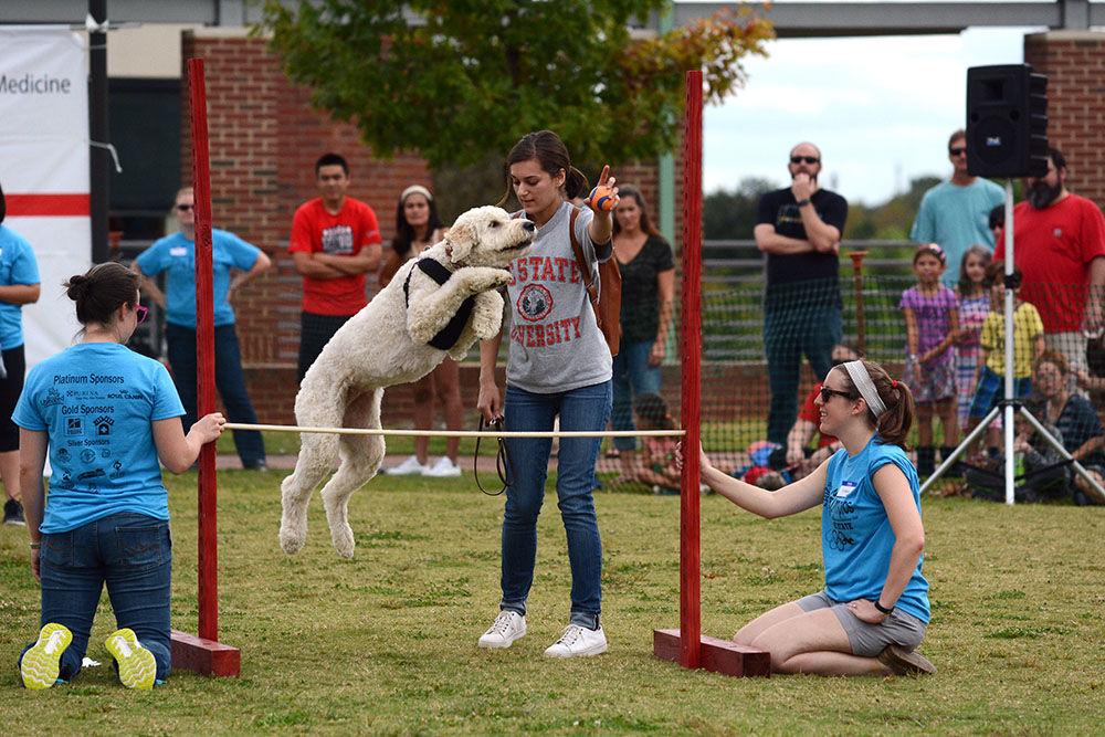 Alex Byrd, a Poole College of Management employee, guides her dog Louie through a high jump during NC State's 26th Annual Dog Olympics at the College of Veterinary Medicine. Louie is a four-year-old Goldendoodle who won the gold medal for the Large Dog High Jump Saturday, Oct. 7, 2017.