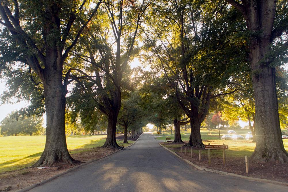 An oak-lined drive within Dorothea Dix's campus on Tuesday, Oct. 31, 2017. The city of Raleigh's master planning process for the park began in 2017.