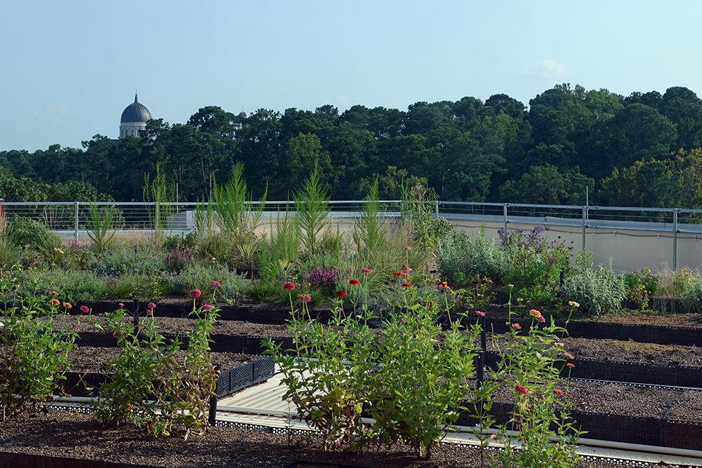 The new rooftop garden on the fifth floor of Talley Student Union overlooks Carmichael Gymnasium. It was created by the University Sustainability Office,&#160;and grows both edible and inedible plants.
&#160;