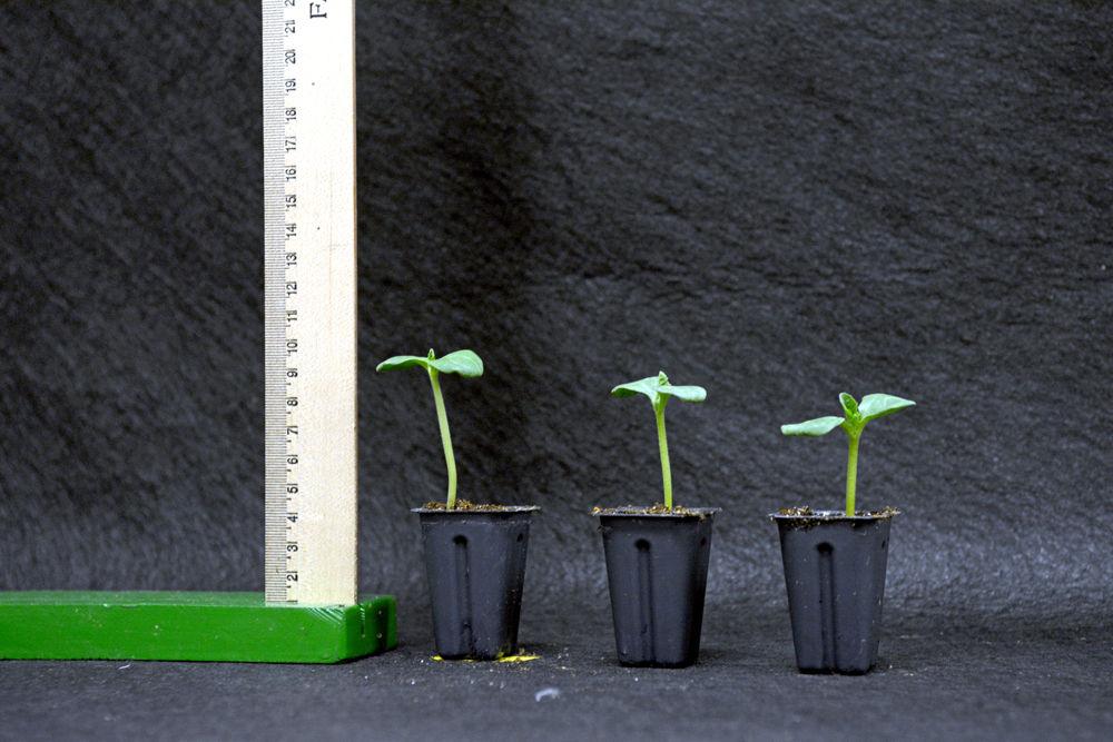 10-day-old plants are measured in the NCSU Phytotron in Gardner Hall on Thursday, Jan. 17. The NCSU Phytotron grows plants under various combinations of environmental settings that are strictly controlled.